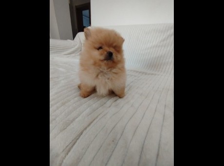 1  pomeranac  mj0725.jpg